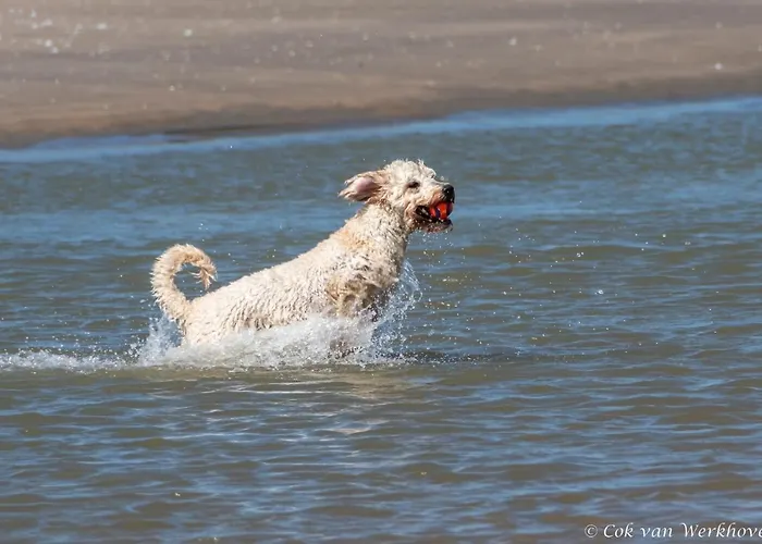 Dom wakacyjny Aan Zee *